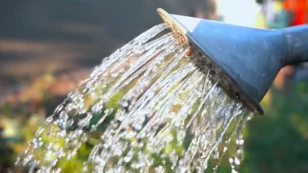 Gieten van water uit de gieter. Slow motion — Stockvideo