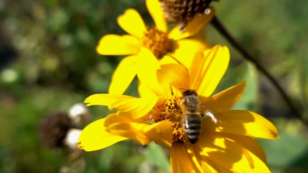 Bina pollinerar en blomma — Stockvideo