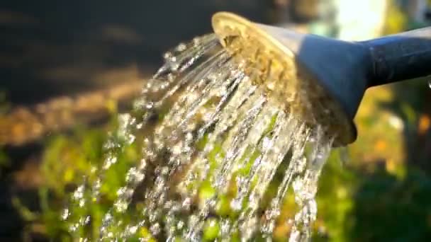 Gießen Wasser aus der Gießkanne. Zeitlupe — Stockvideo