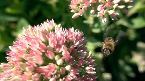 Abeja recoge el néctar de las flores, cámara lenta — Vídeos de Stock