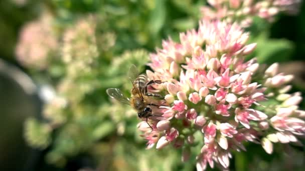 Бджола збирає нектар з квітів, повільний рух — стокове відео