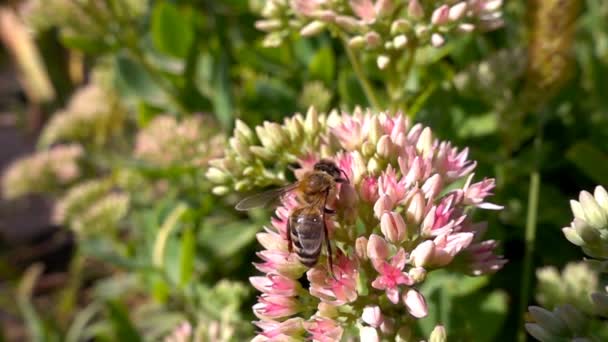 Bee collects nectar from flowers, slow motion — Stock Video