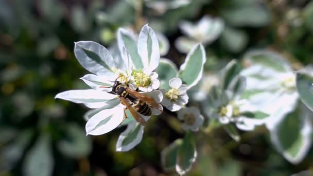 Abeja recoge el néctar de las flores, cámara lenta — Vídeo de stock