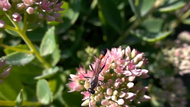 Insekt samlar in nektar från blommor, Slowmotion — Stockvideo