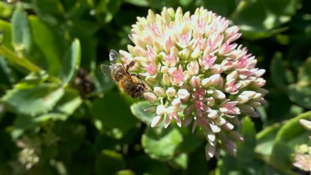 Biet samlar nektar från blommor, Slowmotion — Stockvideo