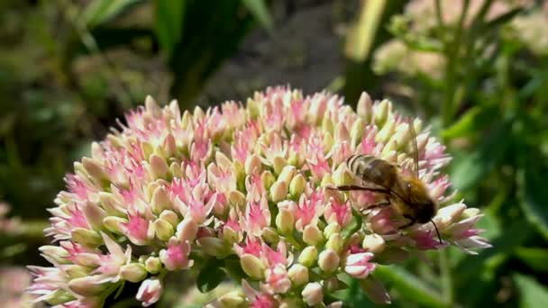 Abeja recoge el néctar de las flores, cámara lenta — Vídeo de stock