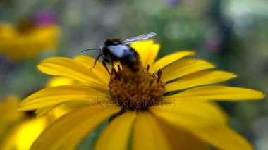 Bumblebee nektar çiçek, ağır çekim toplar.