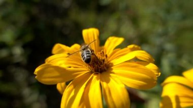 Arılar bir çiçek tozlaşmak
