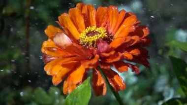 Waterdrops yağmur ile kırmızı çiçek. Ağır çekim vurdu