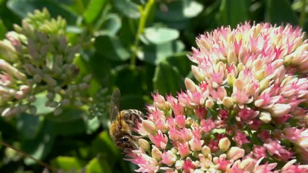 Bee verzamelt nectar uit bloemen, slow-motion — Stockvideo