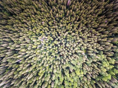 çam ağacı orman yukarıdan