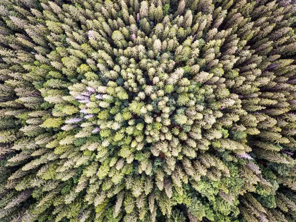 Dennenbos van bovenaf — Stockfoto