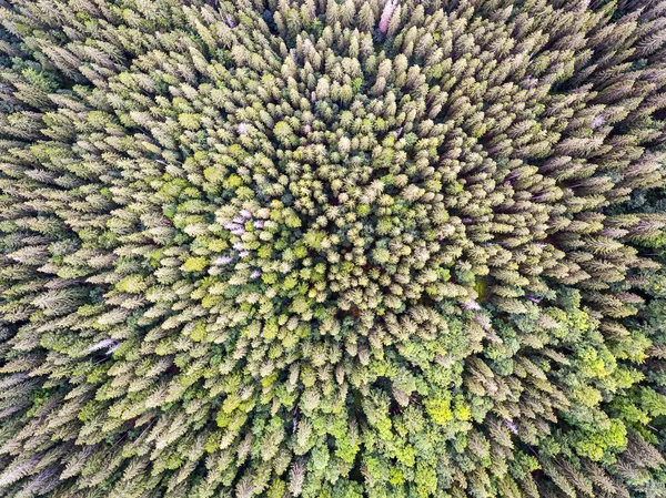 Pine tree forest from above — Stock Photo, Image