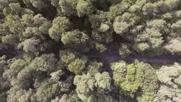 AERIAL: Coche que conduce a través del bosque de pinos . — Vídeos de Stock