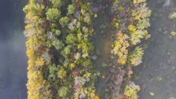 Des images aériennes 4k survolent la forêt en automne. Vue d'en haut. Ukraine — Video