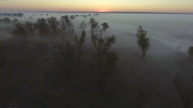Havadan görünümü: Sabah sis. Uçan Nehri. Orman Vadisi. Güneş doğuyor. Manzara panorama.