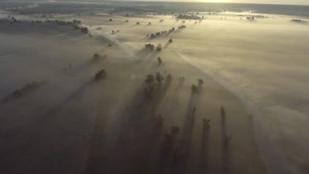 鸟瞰: 晨雾。飞过河边森林谷。日出.风景全景。乌克兰 — 图库视频影像
