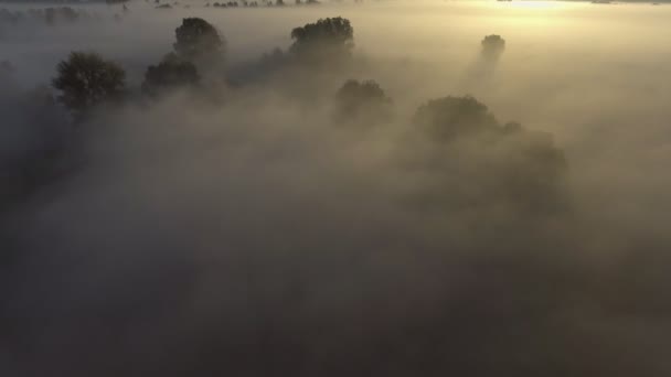 Widok z lotu ptaka: Porannej mgle. Latające nad rzeką. Forest Valley. Wschód słońca. Panorama pejzaż. Ukraina — Wideo stockowe