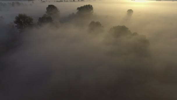 Vista aérea: Névoa da manhã. A sobrevoar o rio. Forest Valley. Nascer do sol. Panorama paisagístico. Ucrânia — Vídeo de Stock