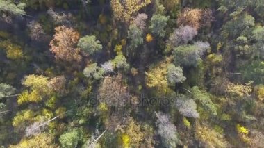Havadan görünümü sonbahar sonbahar peyzaj üzerinde uçan renkleri tree tops