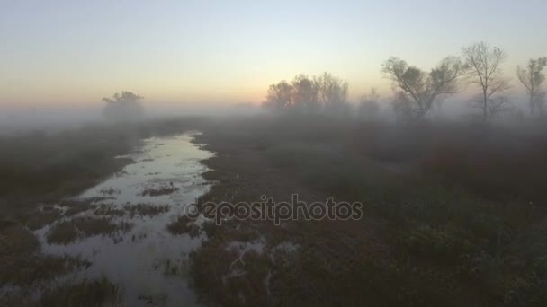 鸟瞰: 晨雾。飞过河边森林谷。日出.景观全景. — 图库视频影像