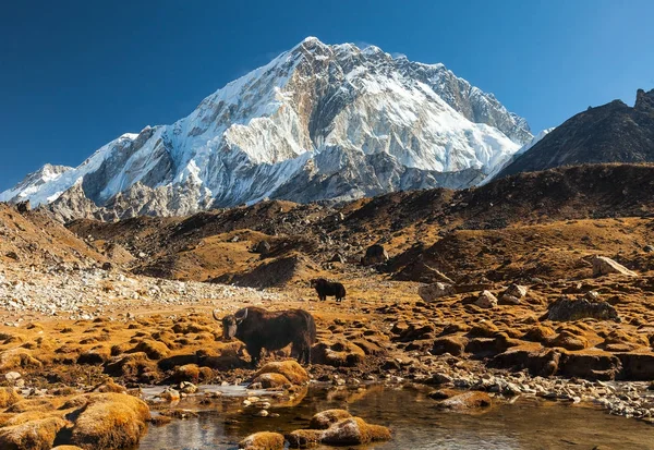 努, 珠穆朗玛峰地区, 喜马拉雅, 尼泊尔 — 图库照片