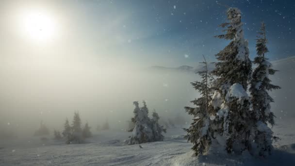Nieve cayendo en un parque de invierno con árboles cubiertos de nieve — Vídeos de Stock