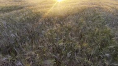 Uçuş gündoğumu olgun altın buğday sahasında yukarıda.