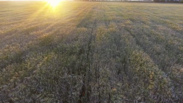 Vista aérea. Vuelo sobre el campo de trigo dorado maduro al amanecer . — Vídeos de Stock