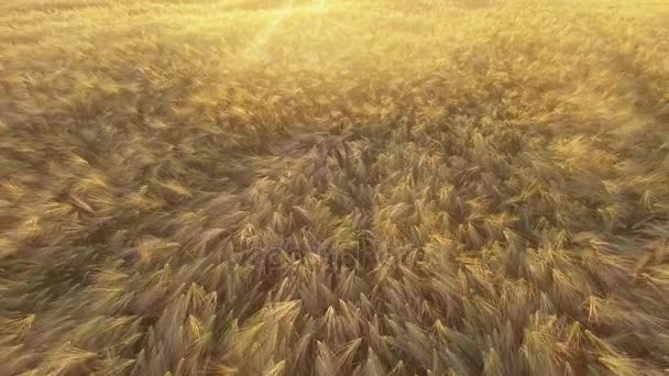 Blick von oben auf goldenen Weizen, der sanft im Wind wiegt — Stockvideo