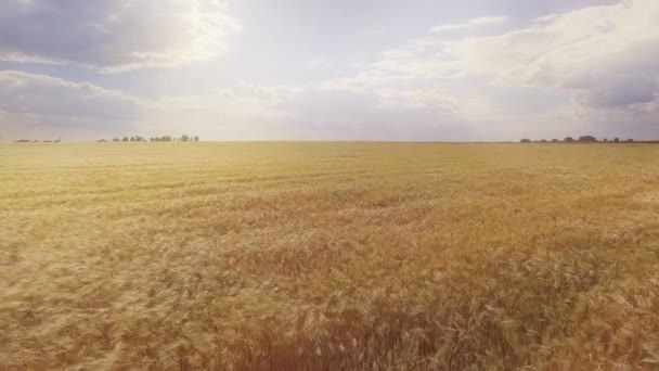 日出时在成熟的金色麦田上空飞行. — 图库视频影像