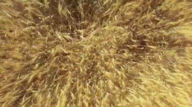 Yukarıdan aşağıya görünümü yavaşça esintiyle sallanan altın buğday