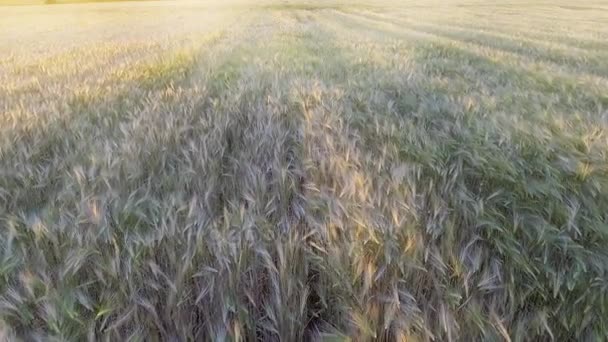 AERIAL VIEW: Політ над красивим сонячним світлим пшеничним полем під час заходу сонця — стокове відео