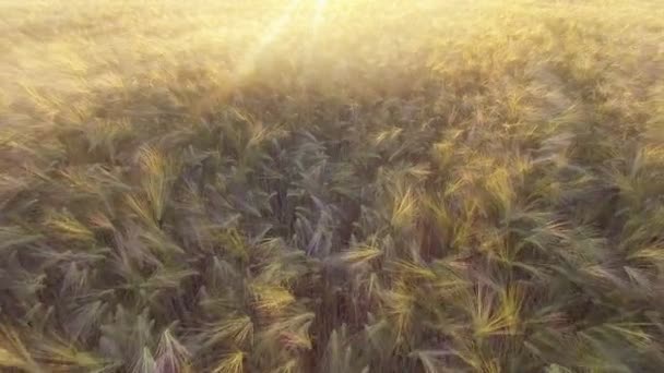 AERIAL: Vôo baixo sobre o trigo — Vídeo de Stock