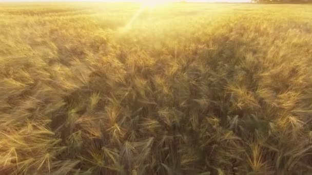 Vuelo sobre el campo de trigo dorado maduro al amanecer . — Vídeo de stock