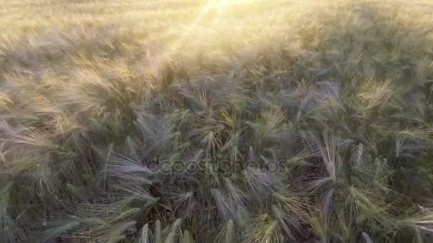 Flyg ovanför fältet mogna gyllene vete vid soluppgången. — Stockvideo