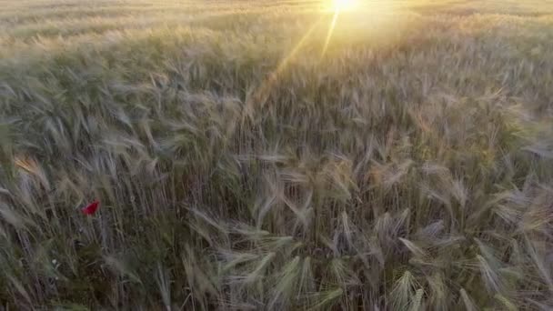 Vista del trigo dorado balanceándose suavemente en la brisa — Vídeo de stock