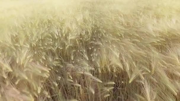 VISTA AERIAL: Vuelo sobre el hermoso campo de trigo iluminado por el sol al atardecer — Vídeo de stock