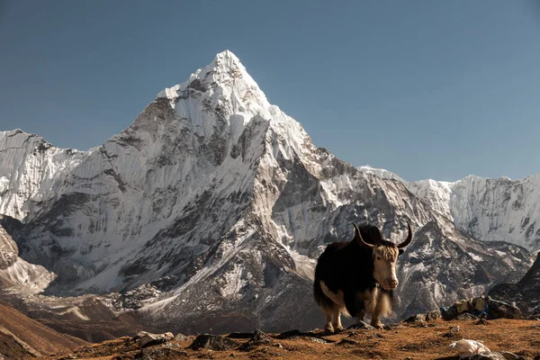 La montagne Ama Dablam. Le soleil illumine les pentes. Montagnes himalayennes, Népal . — Photo