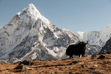 Ama Dablam dağ. Güneş yamaçlarda aydınlatır. Himalaya Dağları, Nepal.