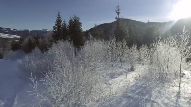 Zonlicht in de winter woud. Sun shine via boomtakken bedekt met sneeuw. Winter wonderland. — Stockvideo