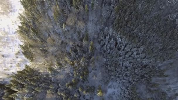 Vlucht boven het winterwoud in het noorden, bovenaanzicht vanuit de lucht. — Stockvideo
