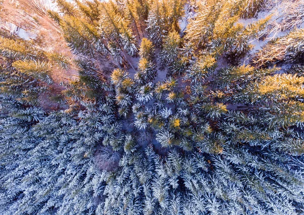 Aerial view of winter forest covered in snow. drone photography - panoramic image — Stock Photo, Image