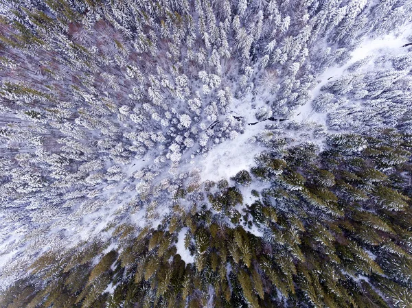 Aerial view of winter forest covered in snow. drone photography - panoramic image — Stock Photo, Image