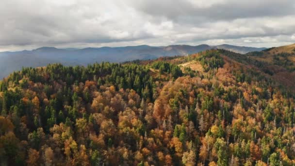 Beautiful Autmn forest shining at sunset. Flying above Colorful mountain flora — Stock Video