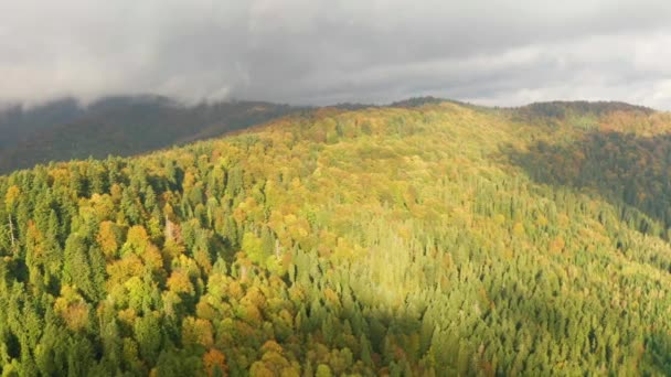 Autunno dorato drone vista del paesaggio forestale con alberi gialli dall'alto — Video Stock