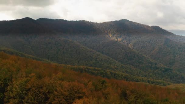 Autunno dorato drone vista del paesaggio forestale con alberi gialli dall'alto — Video Stock