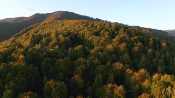 Otoño dorado vista de drones del paisaje forestal con árboles amarillos desde arriba — Vídeo de stock