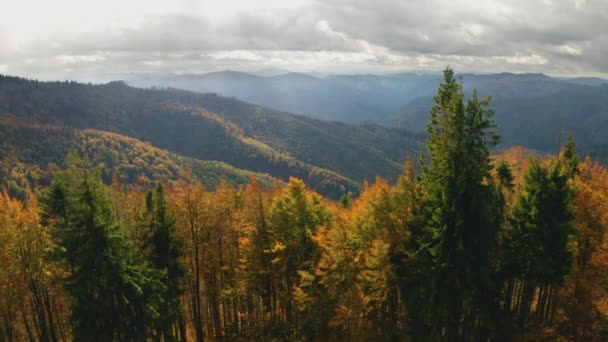 Otoño dorado vista de drones del paisaje forestal con árboles amarillos desde arriba — Vídeos de Stock