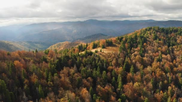 Золотий осінній дрон вид на лісовий пейзаж з жовтими деревами зверху — стокове відео